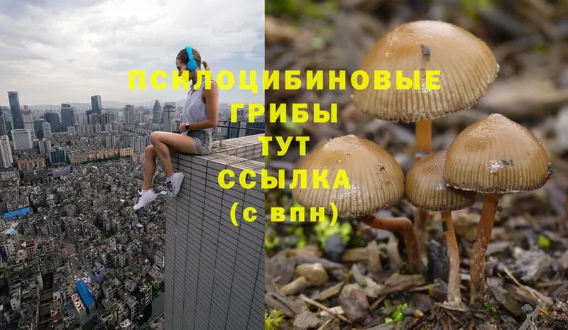 Галлюциногенные грибы Psilocybe  omg ссылки  Рубцовск 